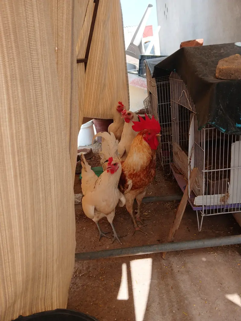 01 Male, 03 Females of same age Egg Laying hens — photo 3