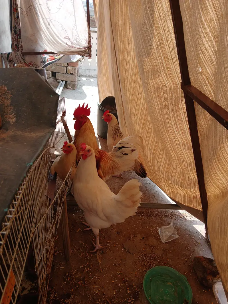 01 Male, 03 Females of same age Egg Laying hens — photo 4