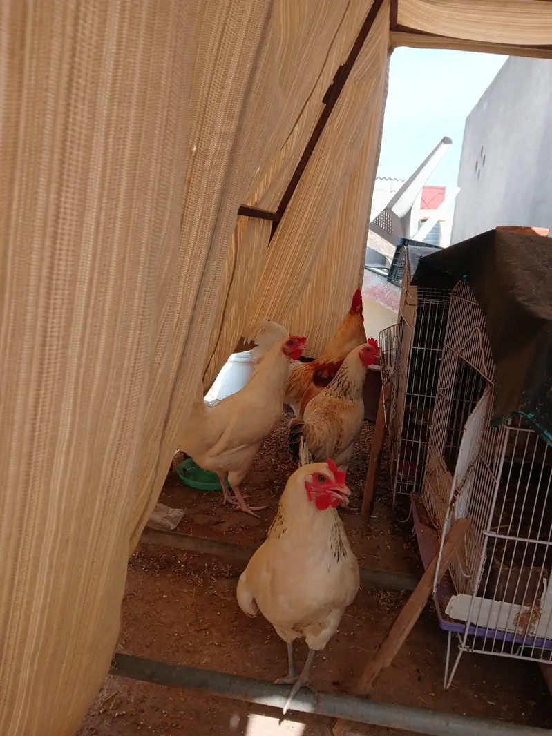 01 Male, 03 Females of same age Egg Laying hens — photo 5