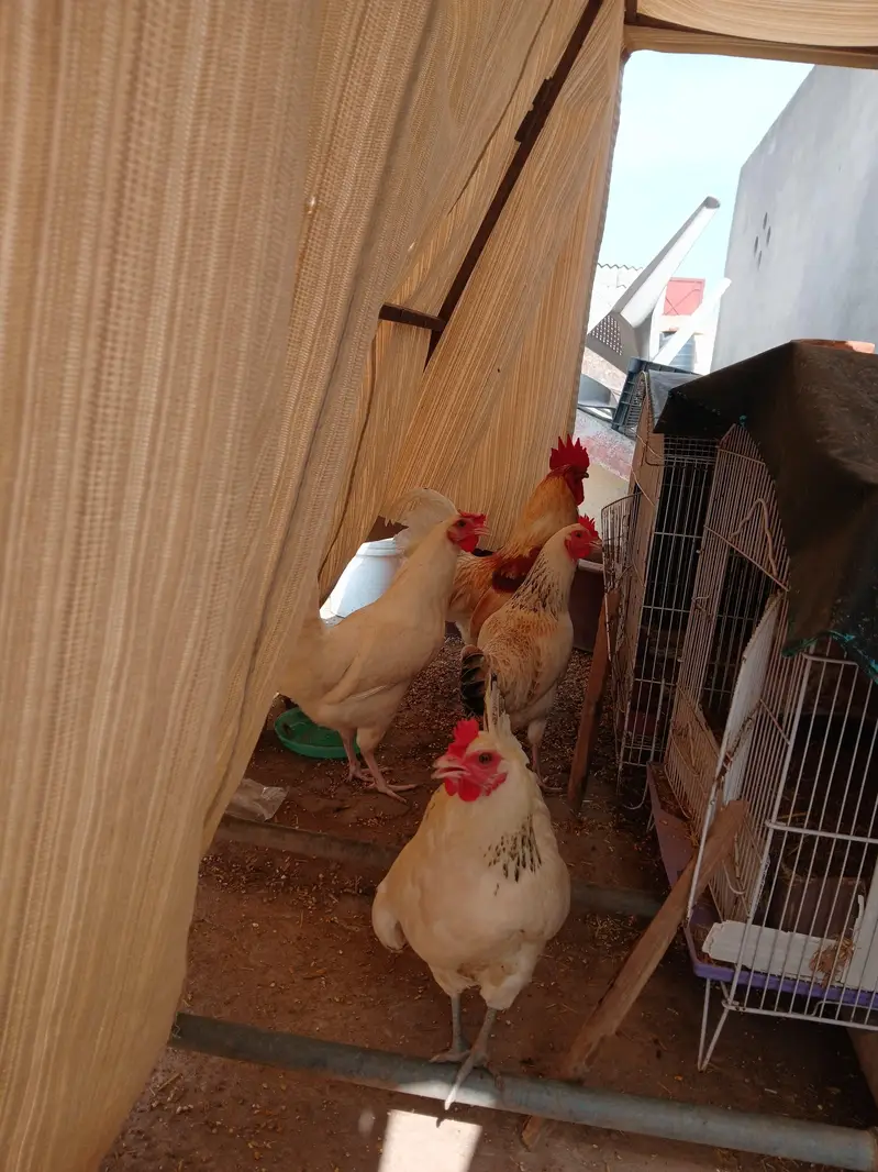 01 Male, 03 Females of same age Egg Laying hens — photo 6