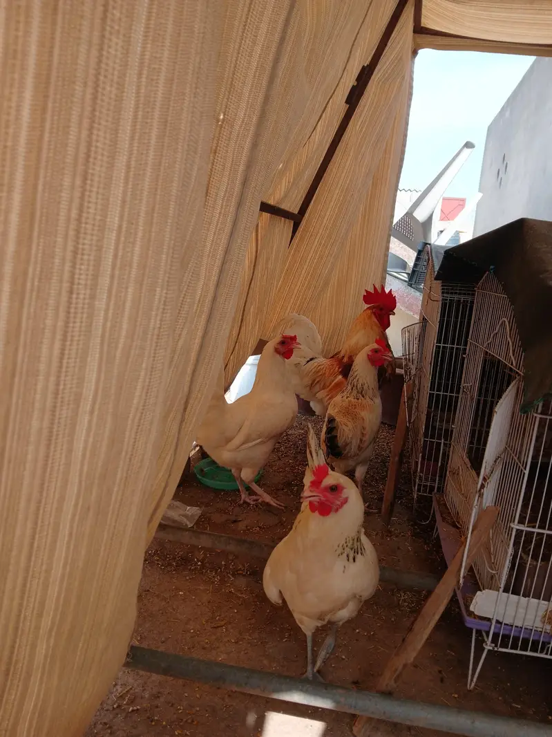 01 Male, 03 Females of same age Egg Laying hens — photo 7