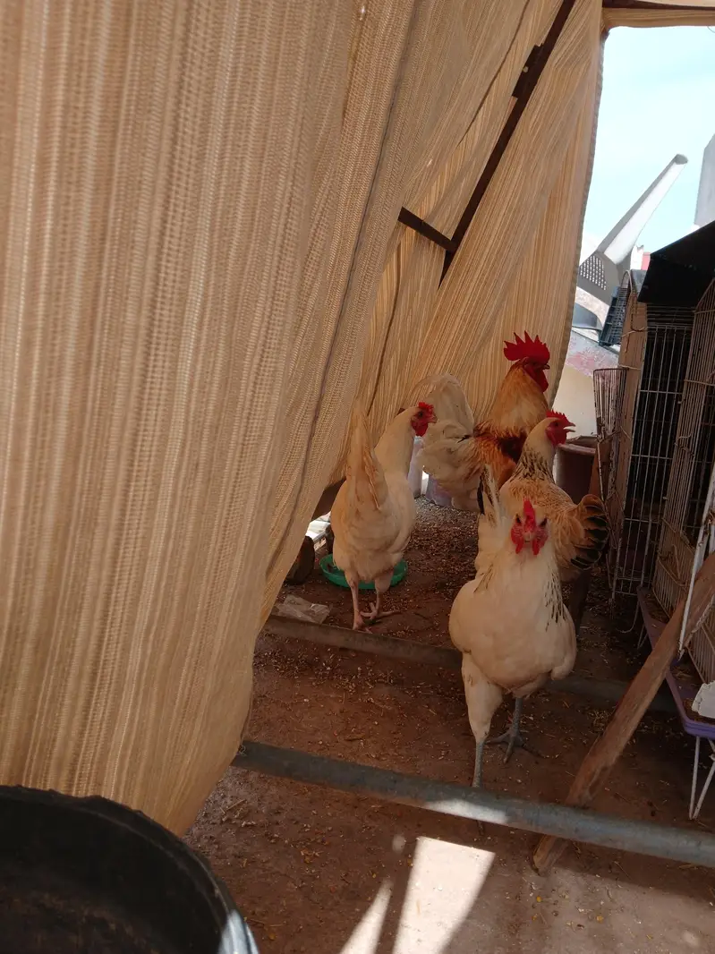 01 Male, 03 Females of same age Egg Laying hens — photo 8