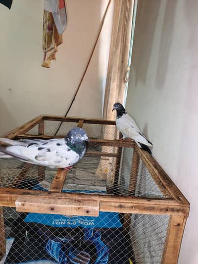Pigeons Pair For sale
