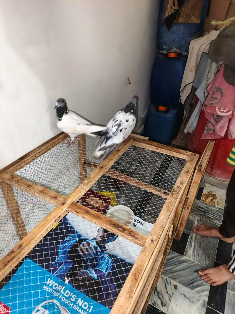 Pigeons Pair For sale — photo 2
