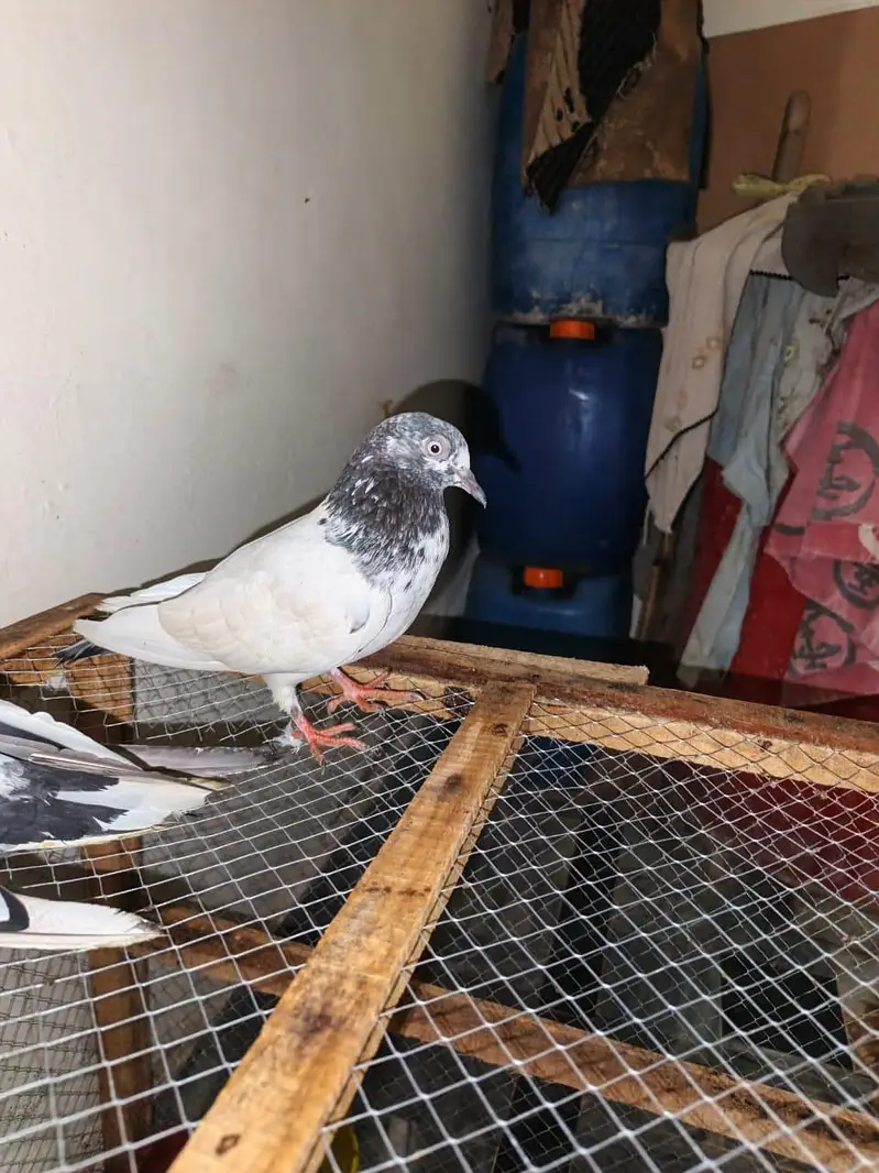 Pigeons Pair For sale — photo 3