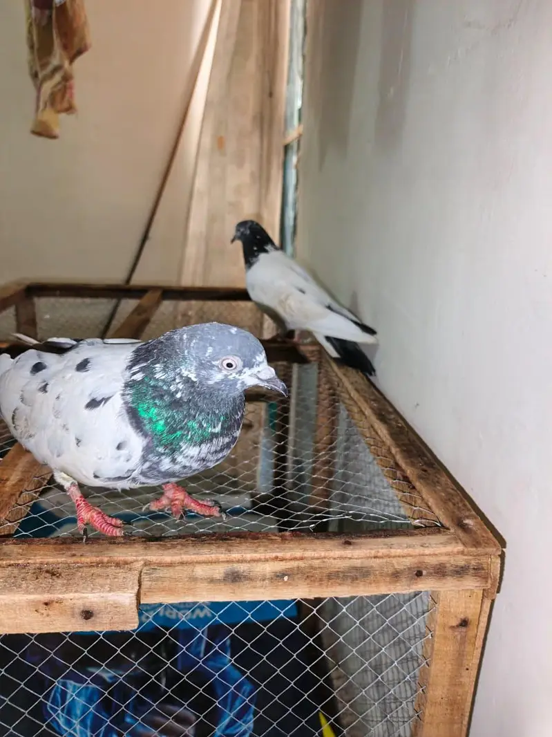 Pigeons Pair For sale — photo 4