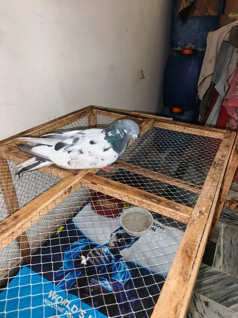 Pigeons Pair For sale — photo 5