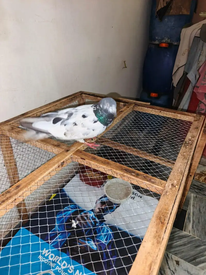 Pigeons Pair For sale — photo 6