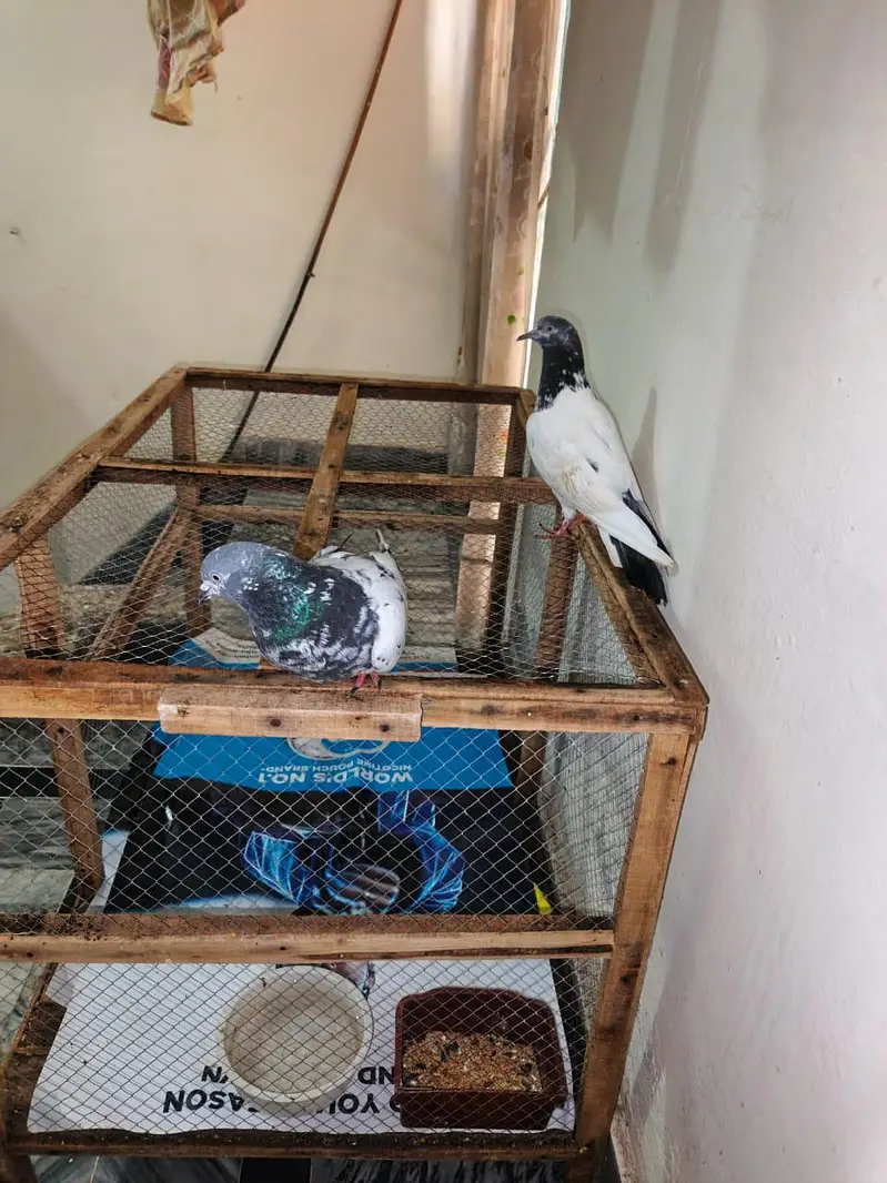 Pigeons Pair For sale — photo 7