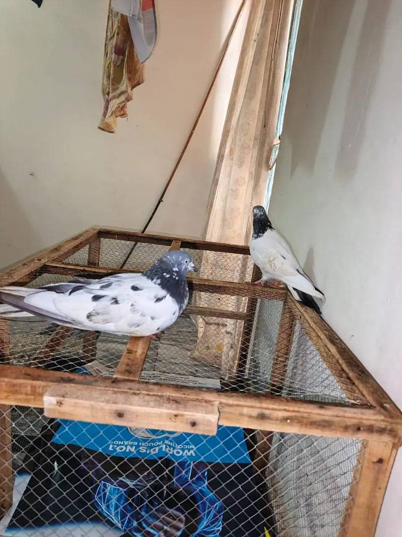 Pigeons Pair For sale — photo 8