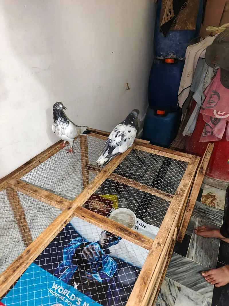 Pigeons Pair For sale — photo 9