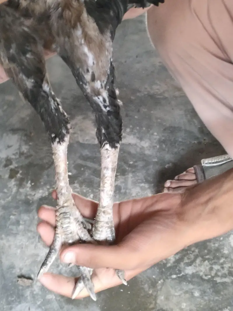 two pure aseel hen and lay egg  03484853224 — photo 4