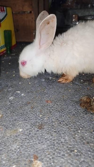 BLACK AND WHITE AND RED EYES RABBIT PAIRS FOR SALE