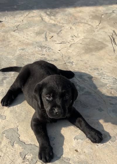 Black Lab puppy for sale