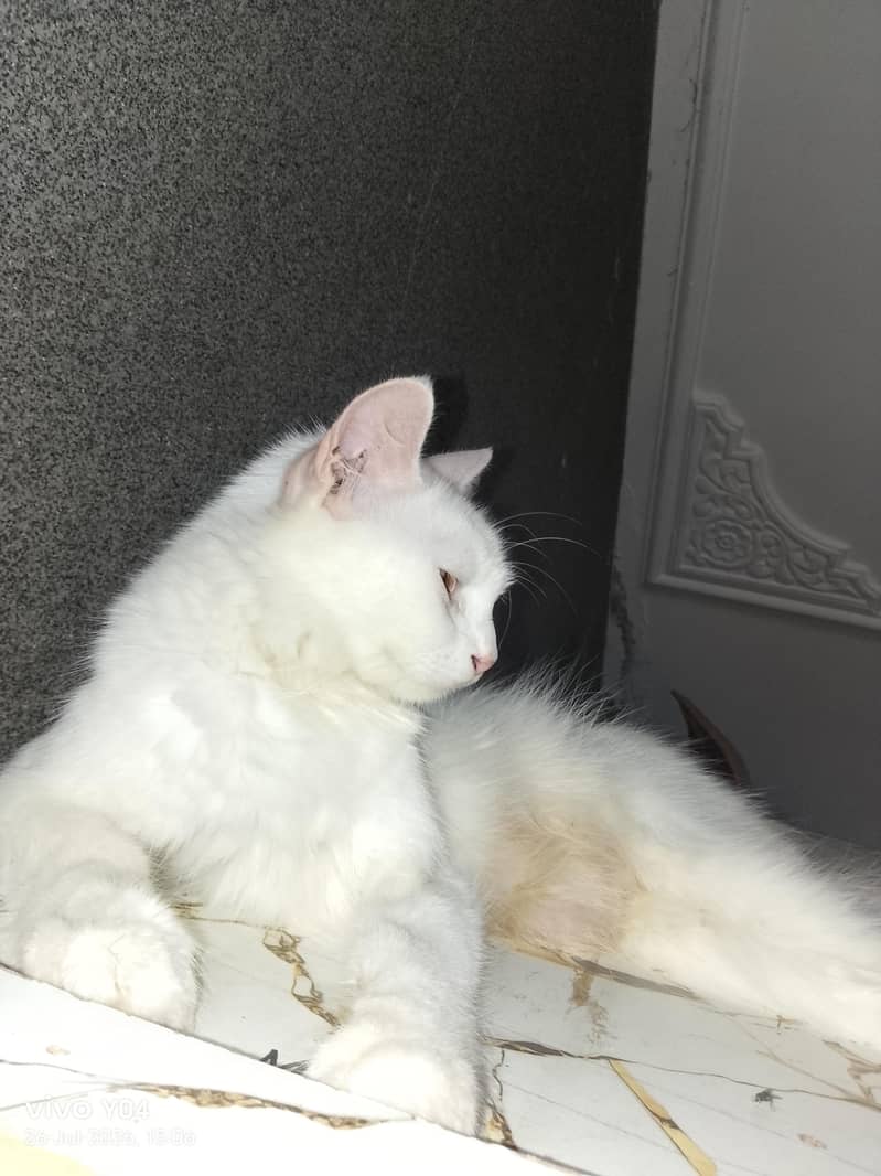 Persian cat 0