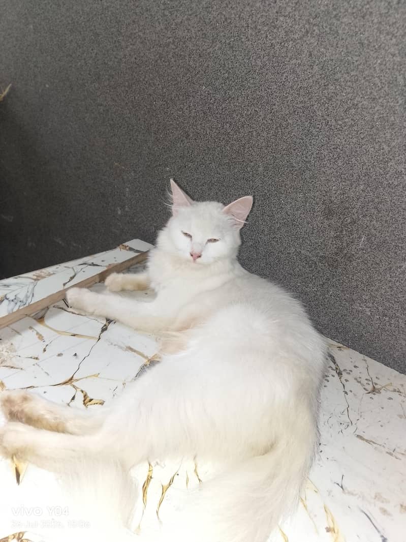 Persian cat 1