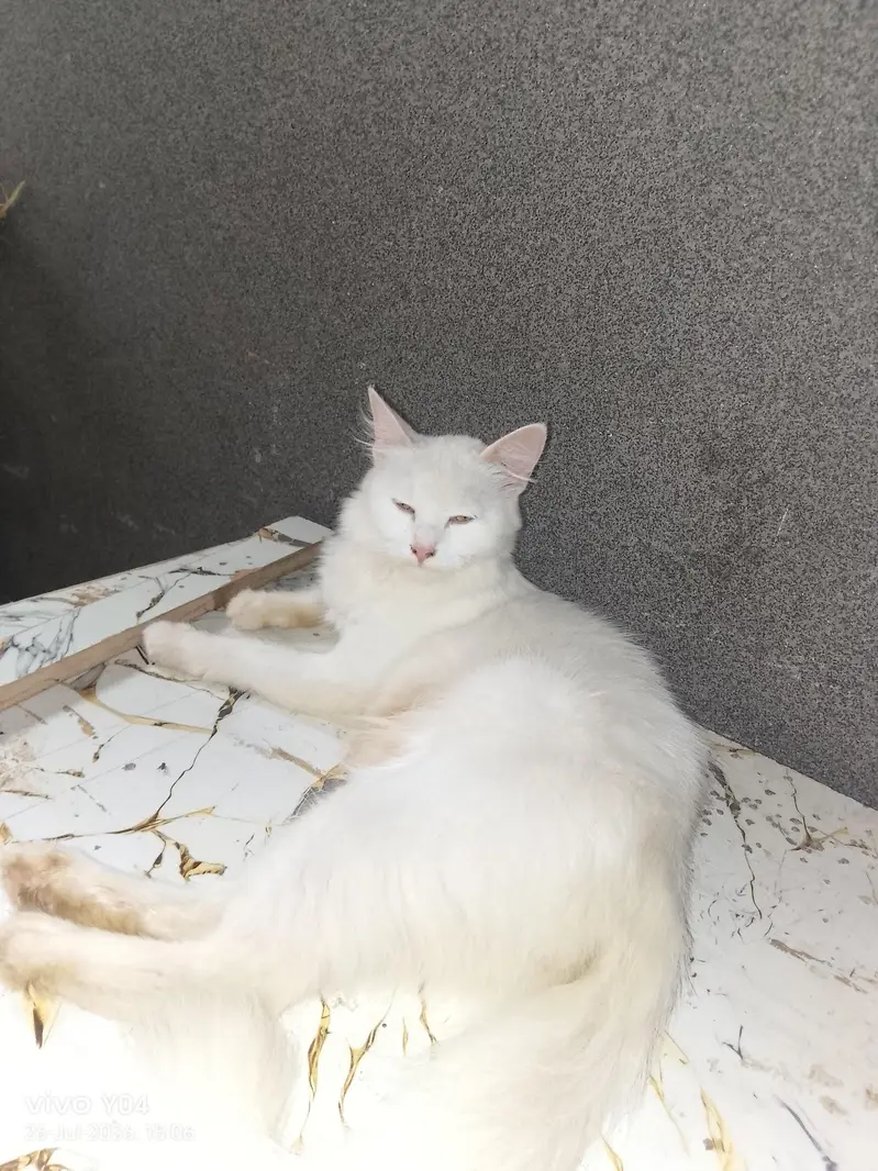Persian cat — photo 2
