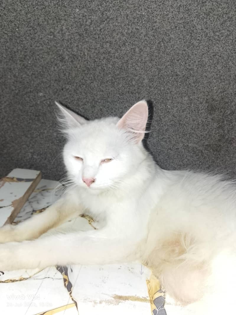 Persian cat 2
