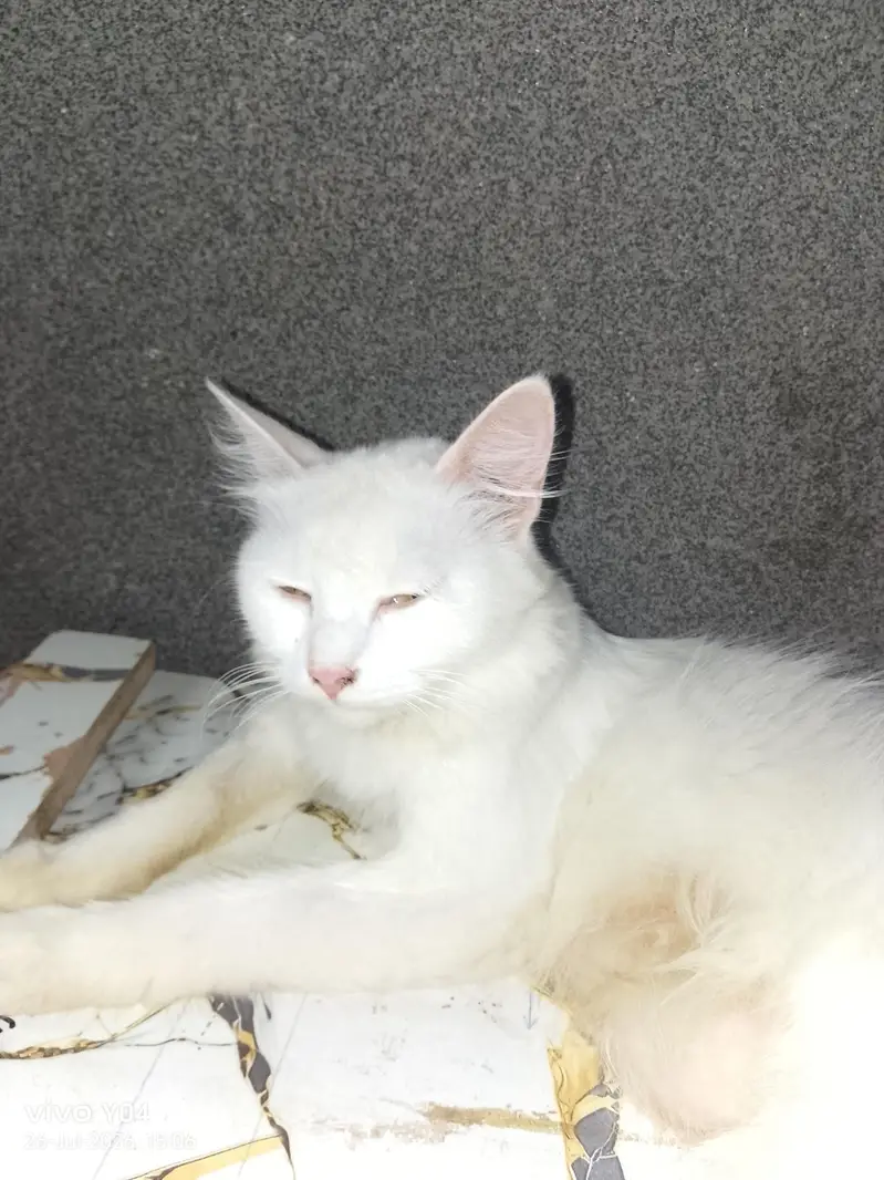 Persian cat — photo 3
