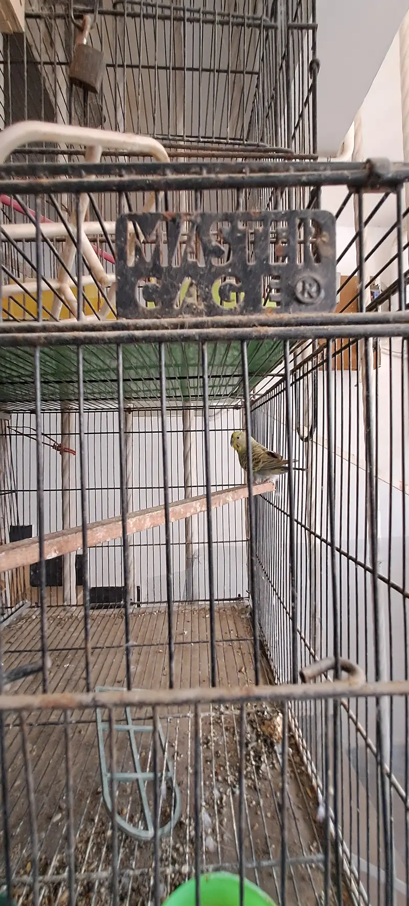 Master Cage Breeding Setup for Sale | Budgies, Lovebirds and small bi — photo 2