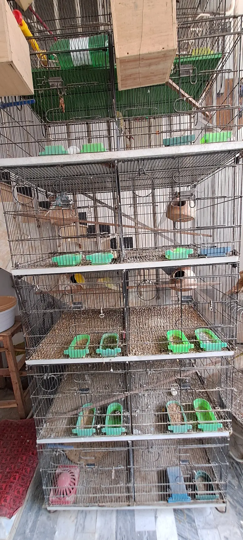 Master Cage Breeding Setup for Sale | Budgies, Lovebirds and small bi — photo 4