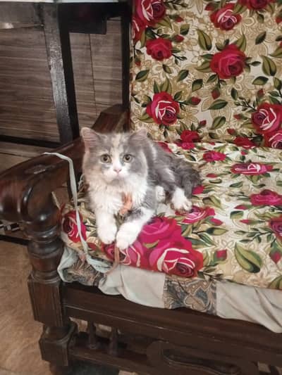 cat for sale