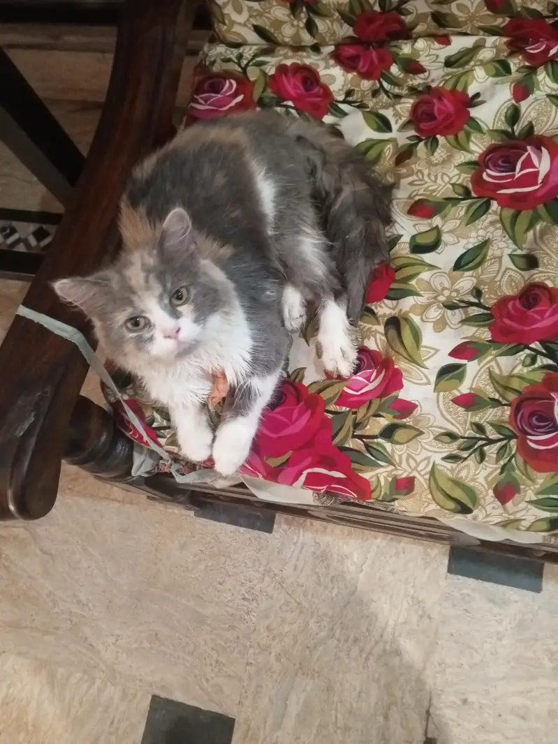 cat for sale — photo 2