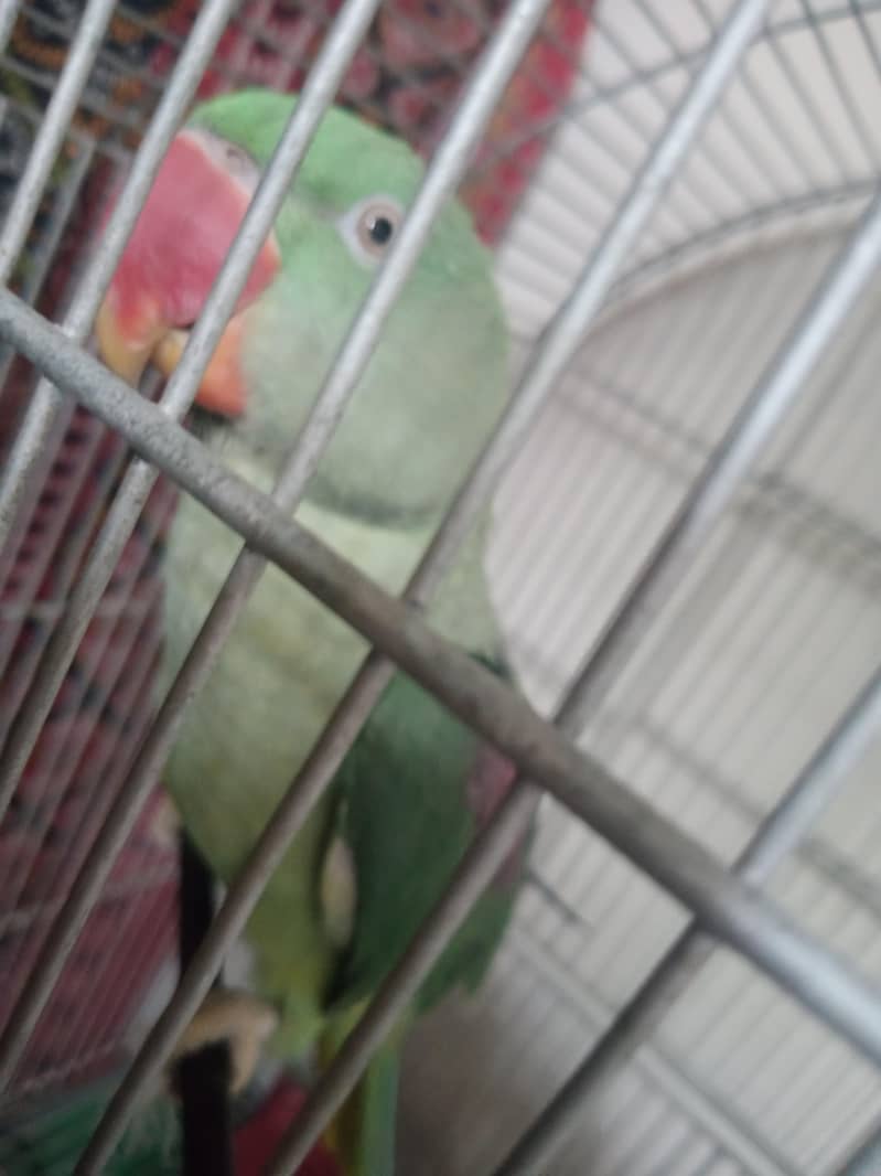 Alexendrine Talking parrot 0