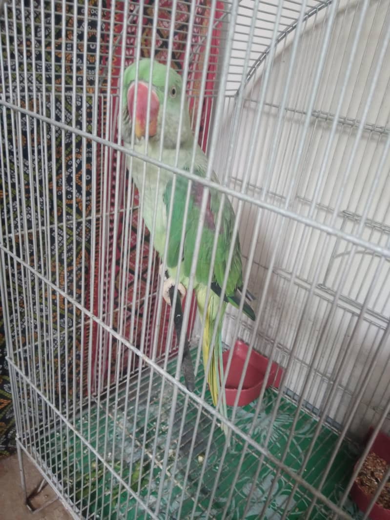Alexendrine Talking parrot 1