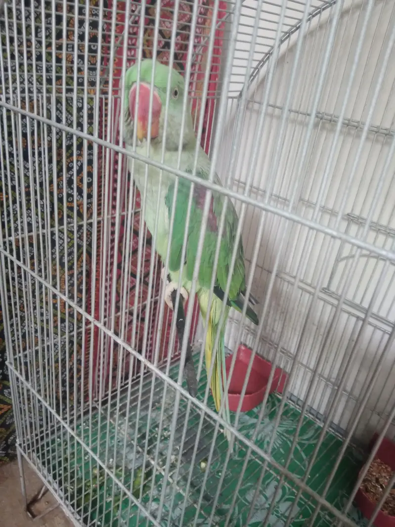 Alexendrine Talking parrot — photo 2