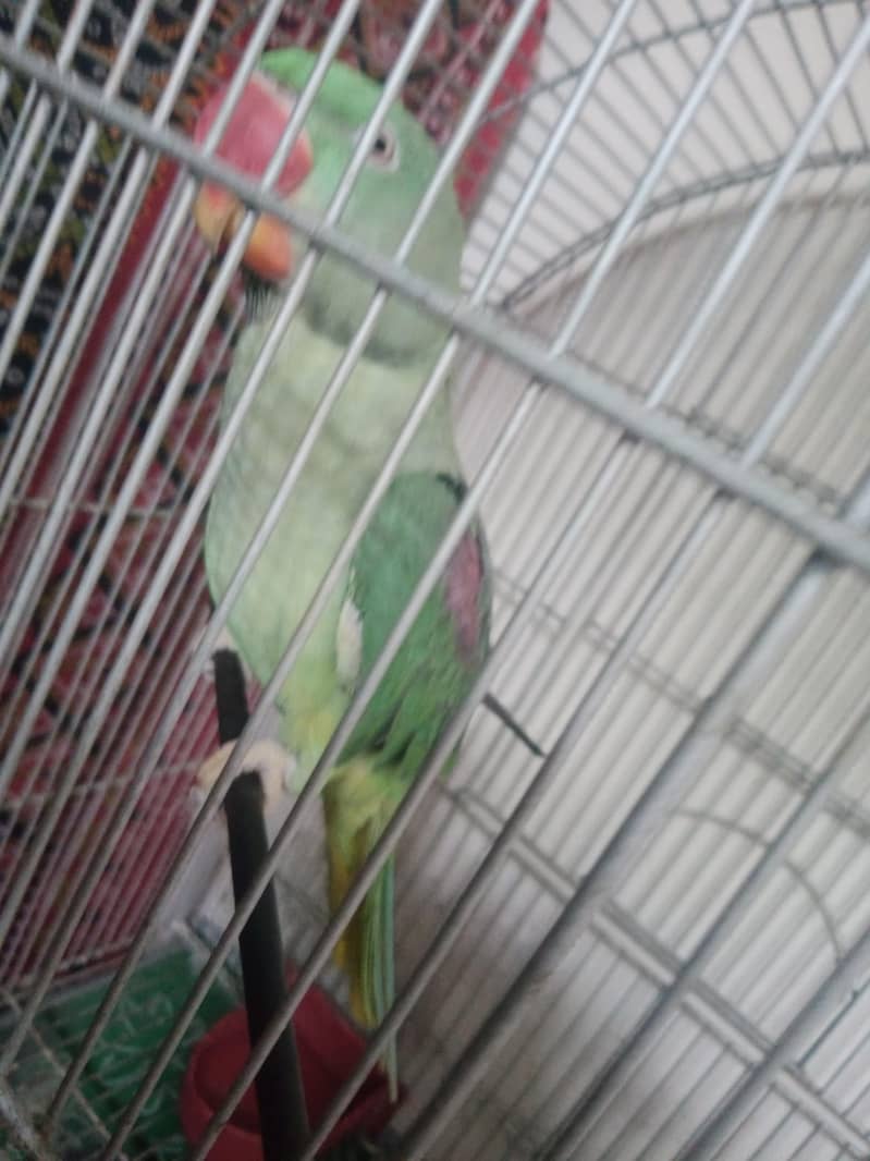 Alexendrine Talking parrot 2