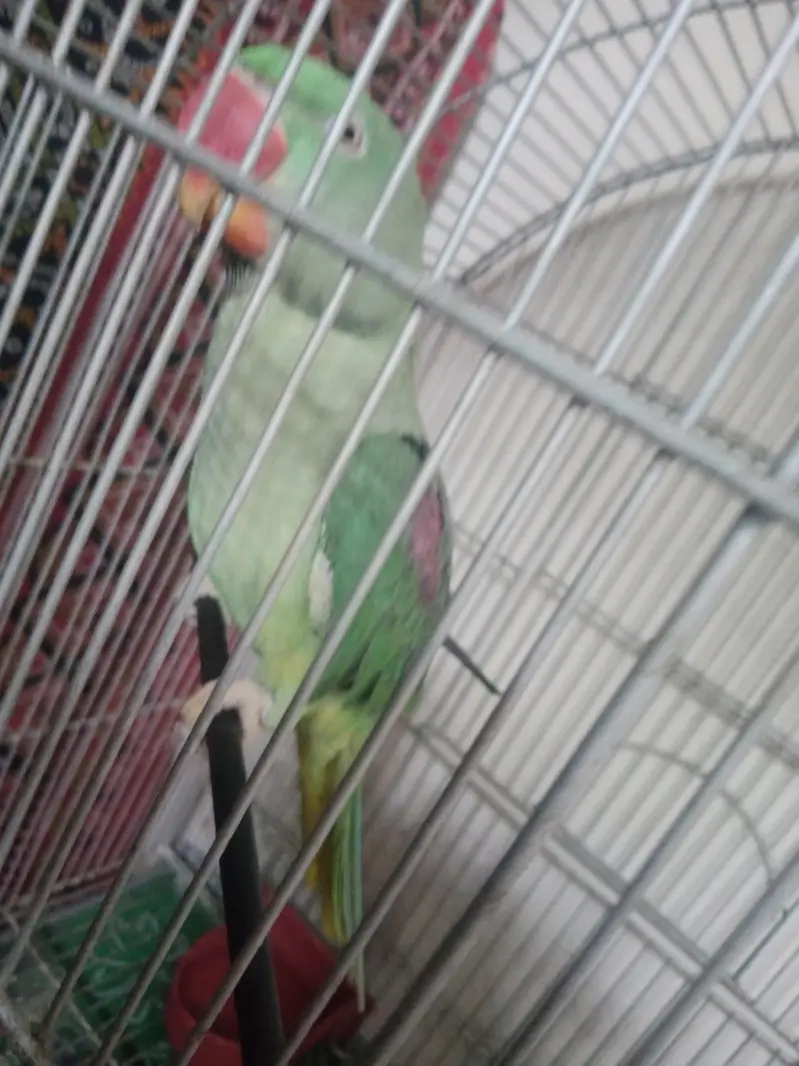 Alexendrine Talking parrot — photo 3