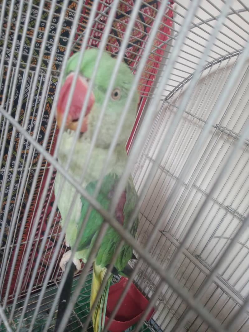 Alexendrine Talking parrot 3