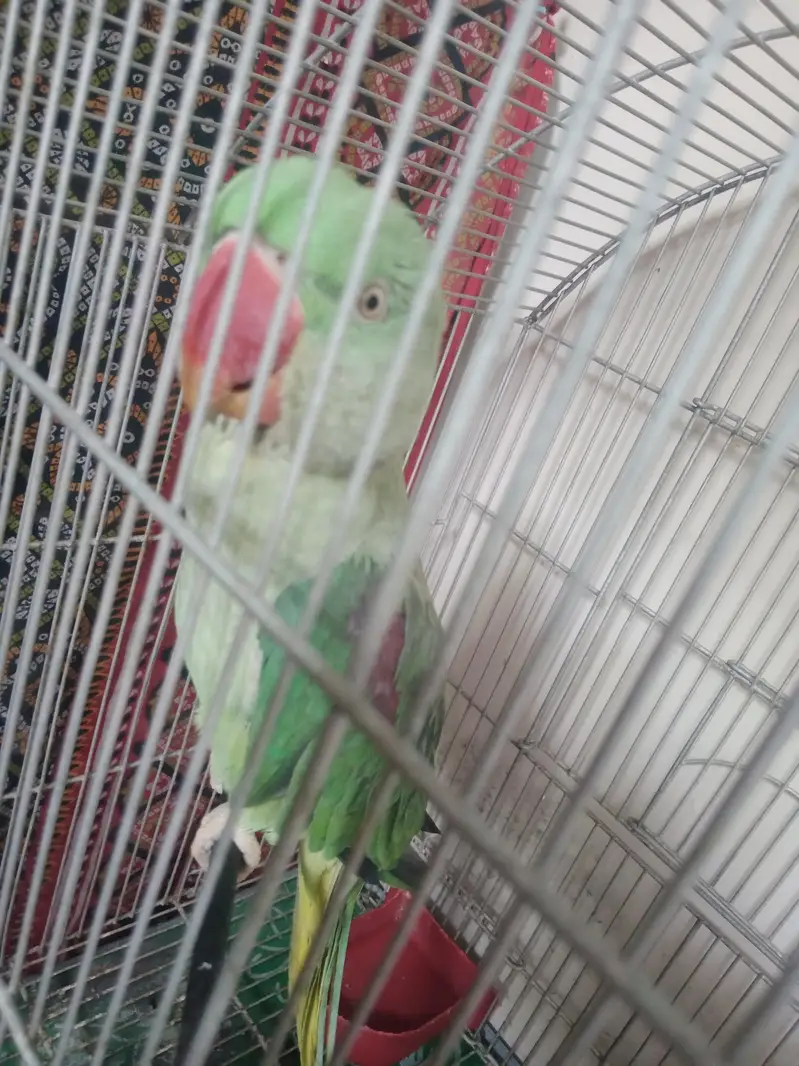 Alexendrine Talking parrot — photo 4