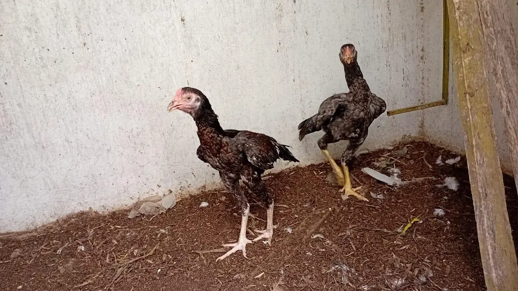 home breed pathy for sale — photo 2