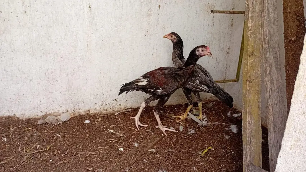 home breed pathy for sale — photo 3