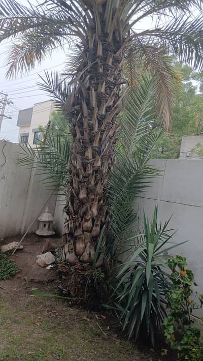 pam tree . khajur ka darakht