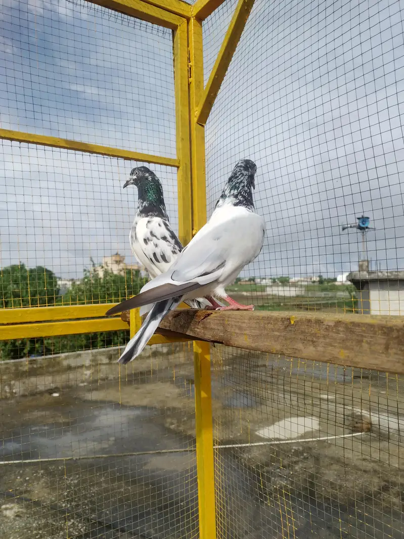 teedy pair — photo 2