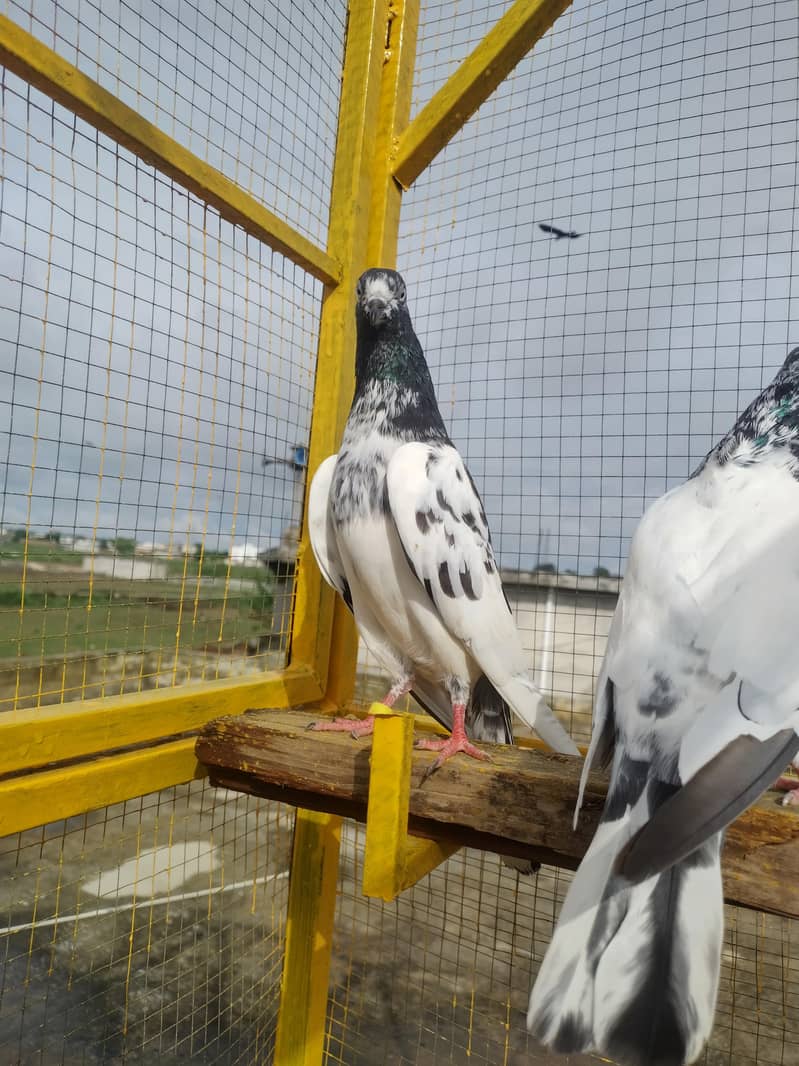 teedy pair 3