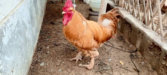 Golden Buff Murga