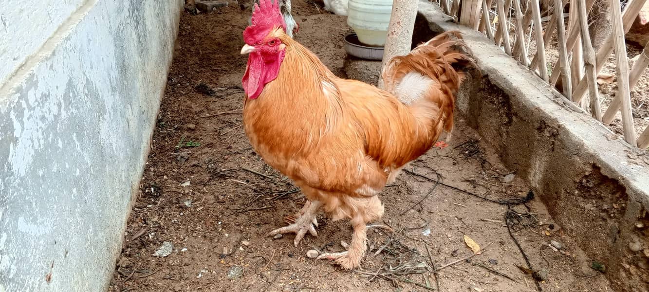 Golden Buff Murga 0