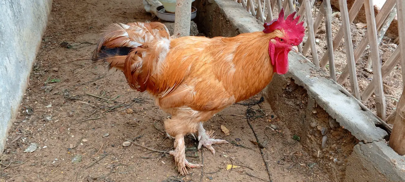 Golden Buff Murga — photo 2