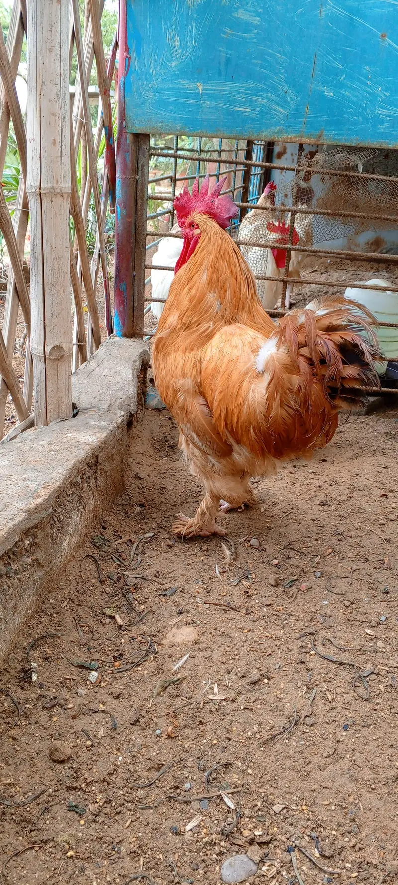 Golden Buff Murga — photo 3