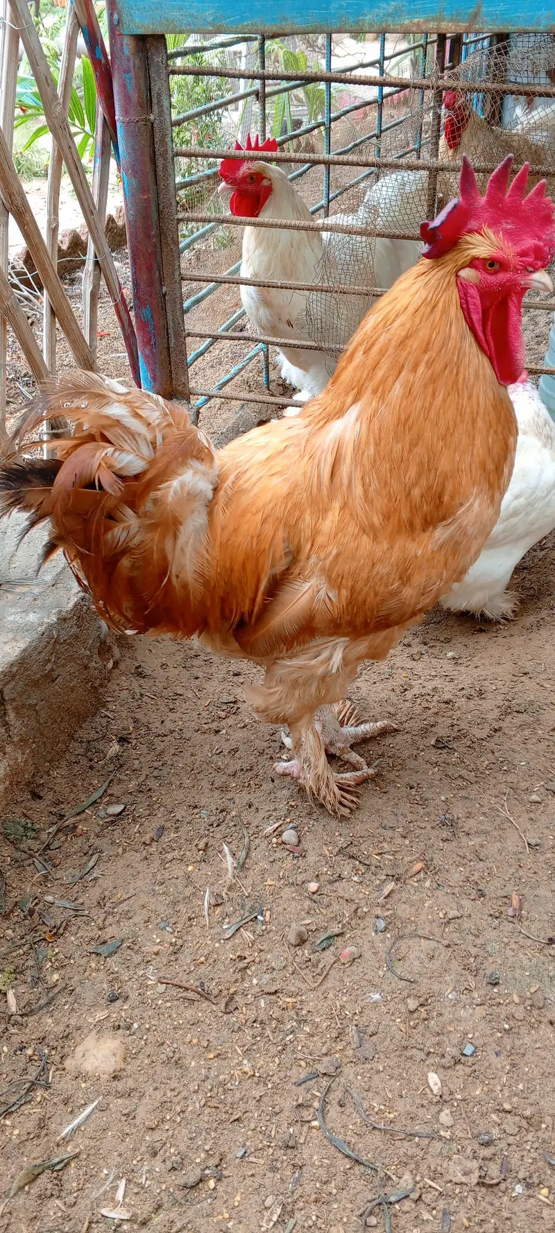 Golden Buff Murga — photo 4