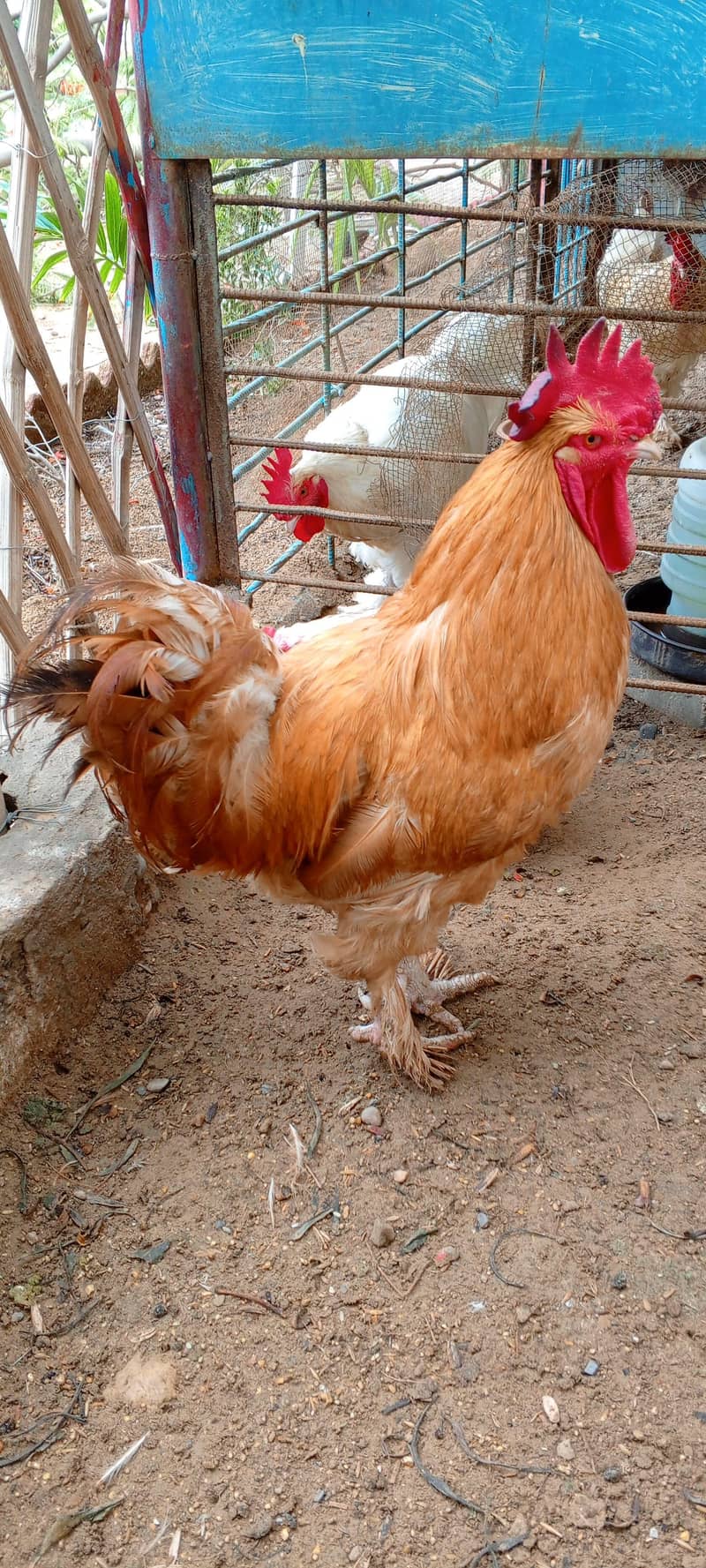 Golden Buff Murga 5