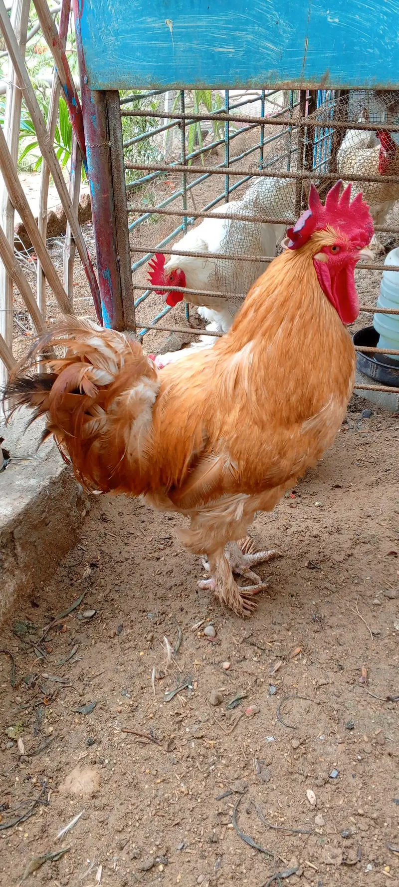 Golden Buff Murga — photo 6