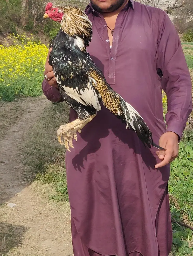 Aseel murga one eye — photo 3