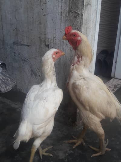 Hens and chicken