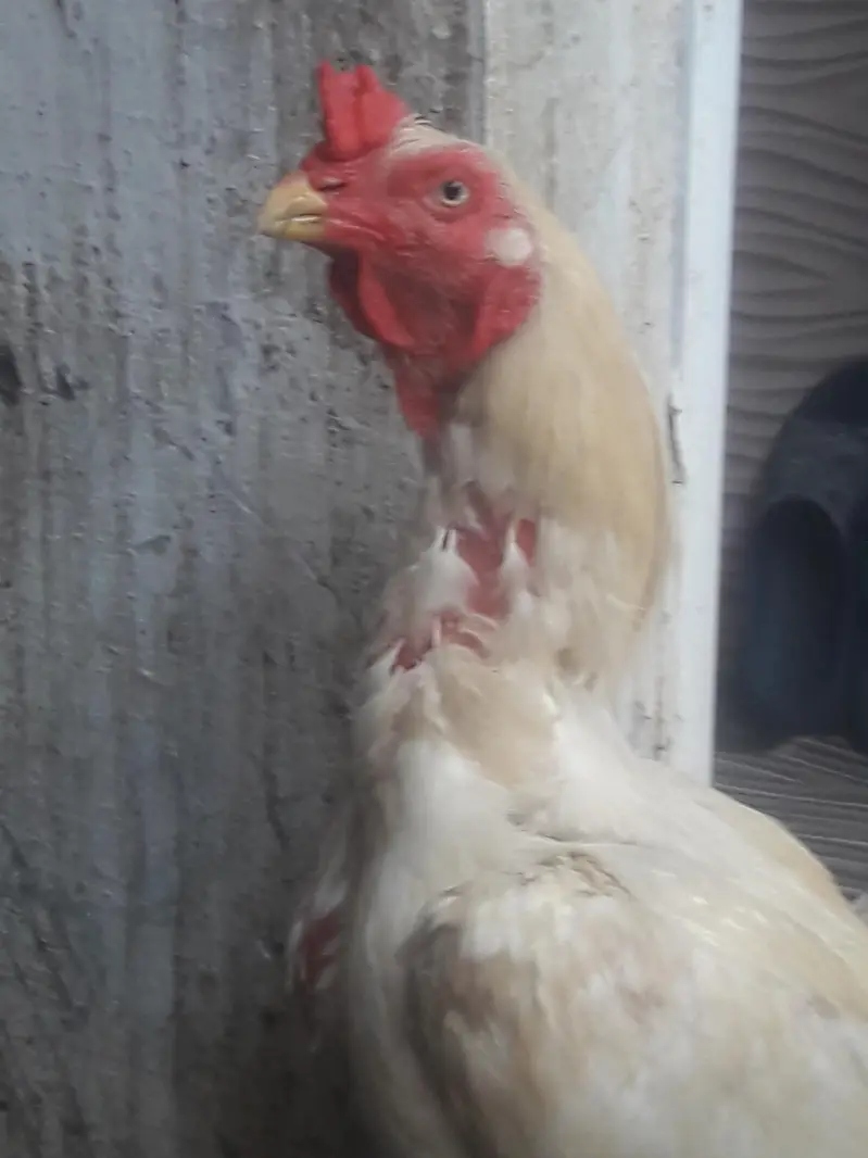Hens and chicken — photo 2