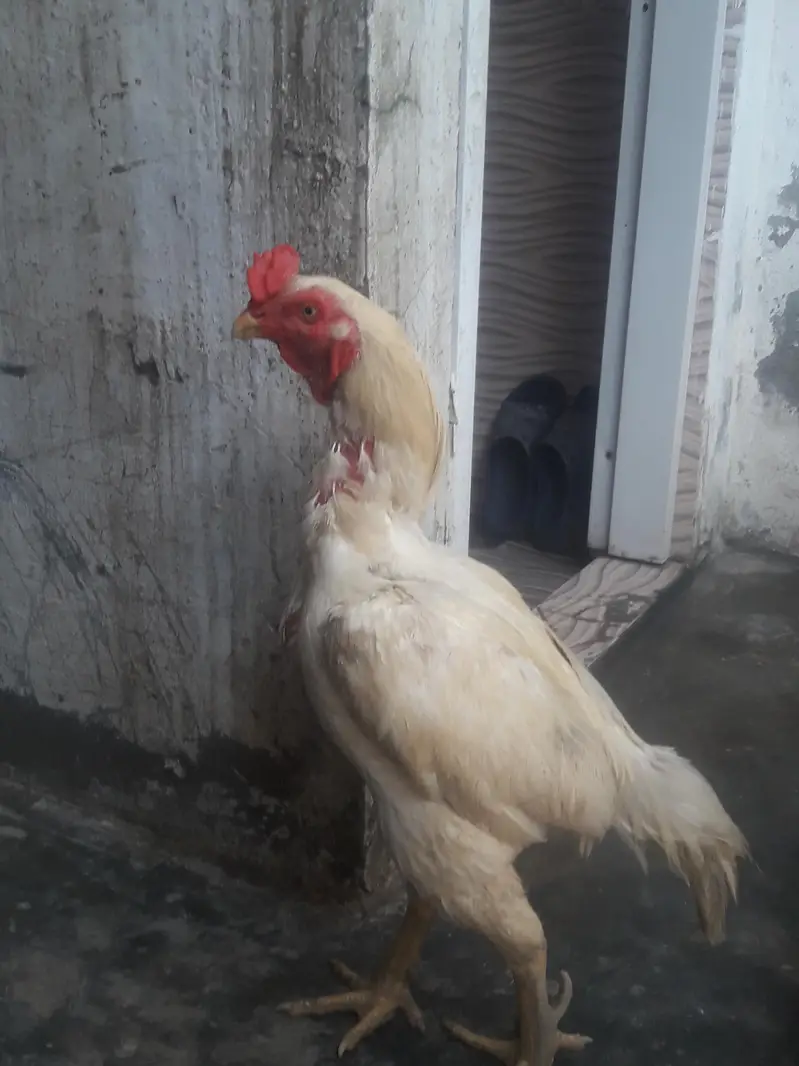 Hens and chicken — photo 3